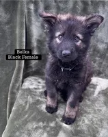 Belka, a female German Shepherd Dog for sale in New Cambria, MO – 1 of 3