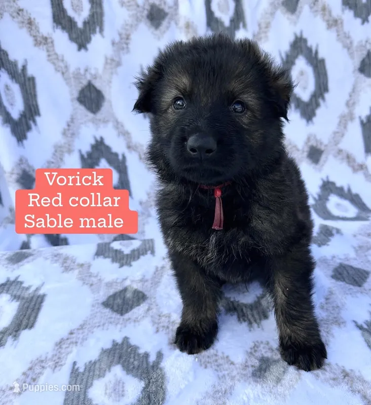 Vorick – German Shepherd Dog puppy for sale in New Cambria, MO