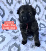 Vorick, a male German Shepherd Dog for sale in New Cambria, MO – 1 of 1
