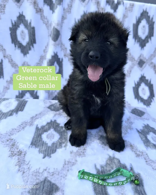 Veterock – German Shepherd Dog puppy for sale in New Cambria, MO