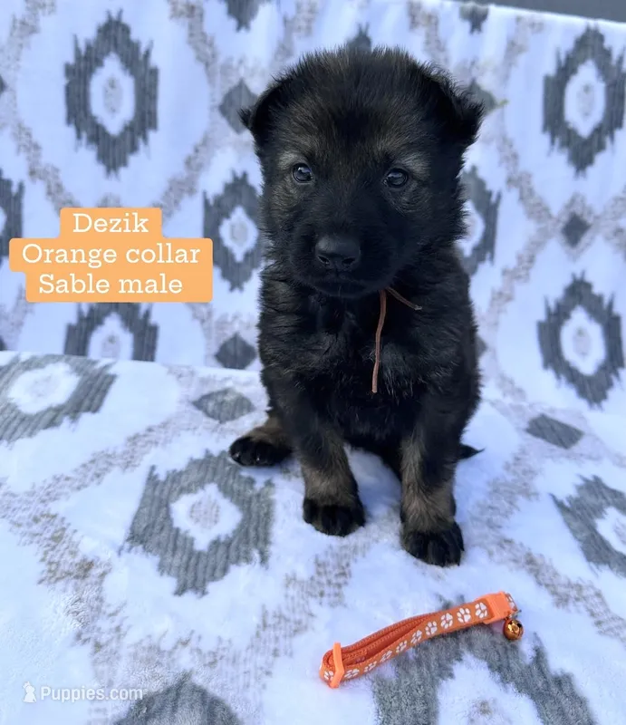 Dezik – German Shepherd Dog puppy for sale in New Cambria, MO