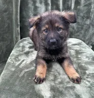 Damka, a female German Shepherd Dog for sale in New Cambria, MO – 3 of 3