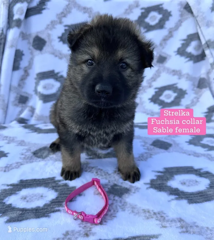 Strelka – German Shepherd Dog puppy for sale in New Cambria, MO