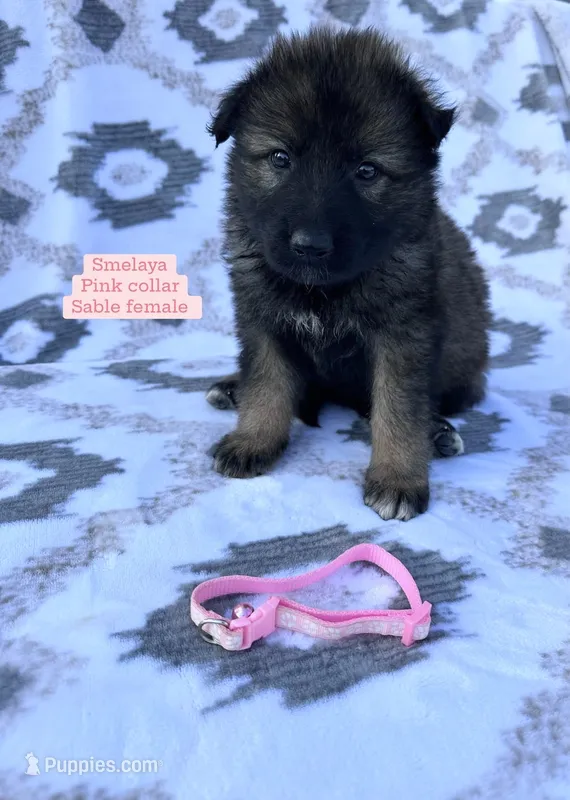 Smelaya – German Shepherd Dog puppy for sale in New Cambria, MO