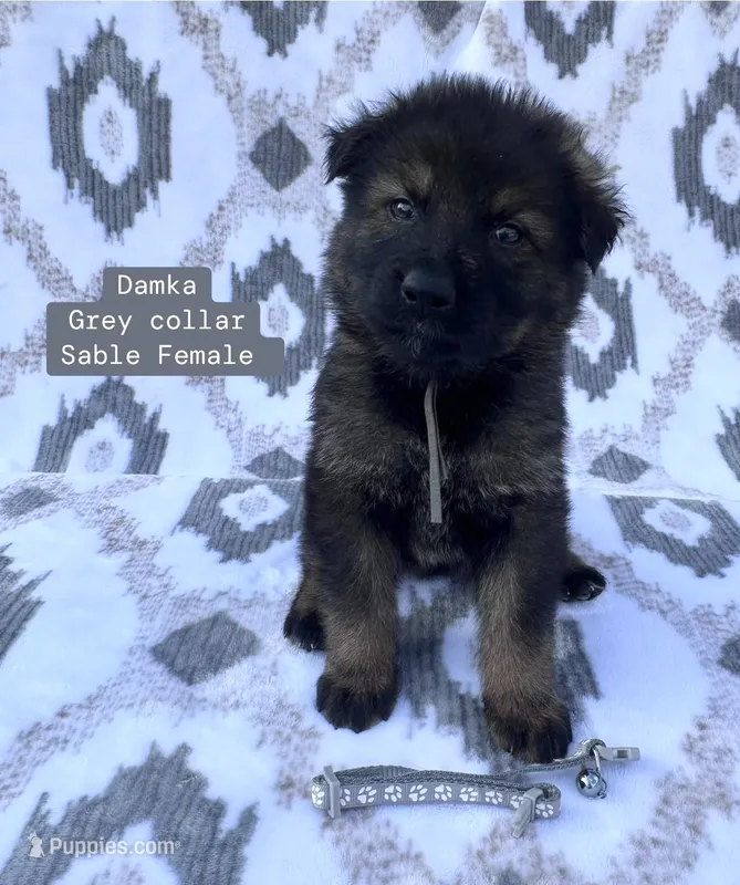 Damka – German Shepherd Dog puppy for sale in New Cambria, MO