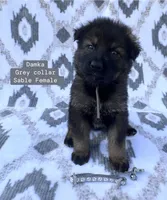 Damka, a female German Shepherd Dog for sale in New Cambria, MO – 1 of 1