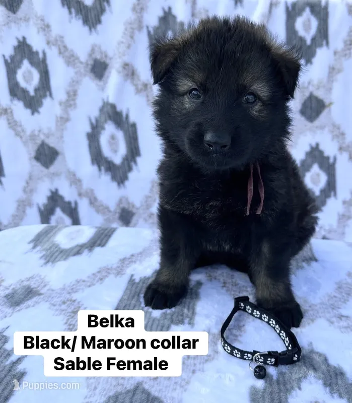 Belka – German Shepherd Dog puppy for sale in New Cambria, MO