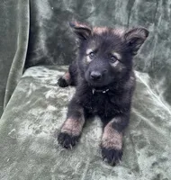 Belka, a female German Shepherd Dog for sale in New Cambria, MO – 3 of 3
