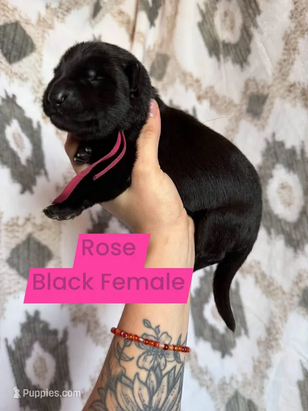 Rose – German Shepherd Dog puppy for sale in New Cambria, MO