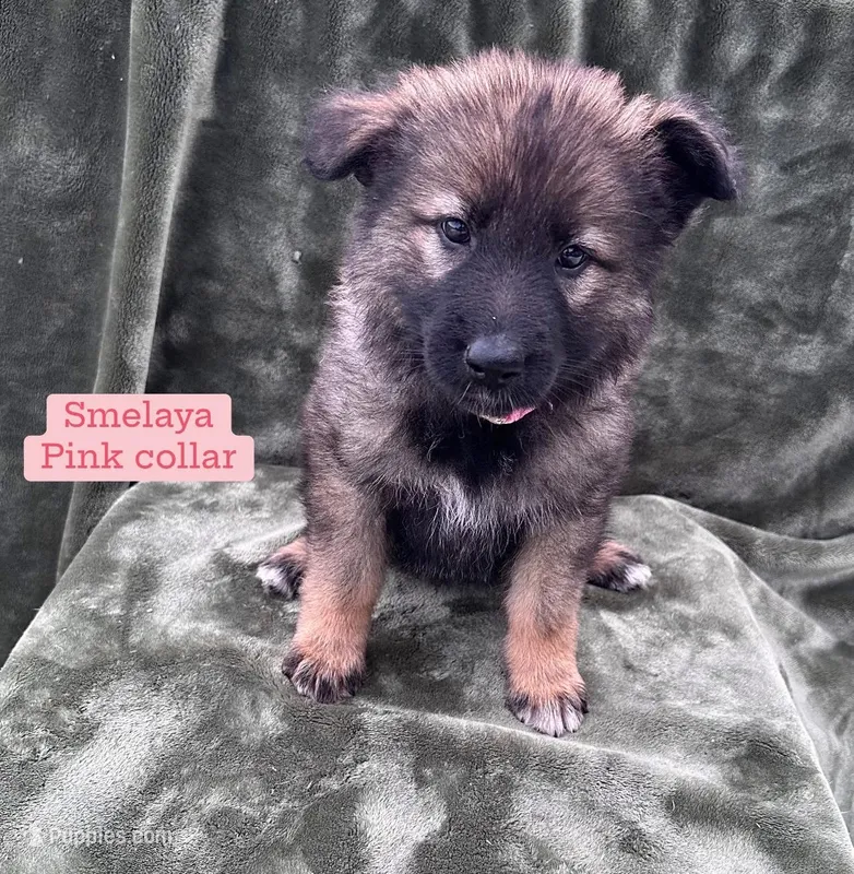 Smelaya – German Shepherd Dog puppy for sale in New Cambria, MO