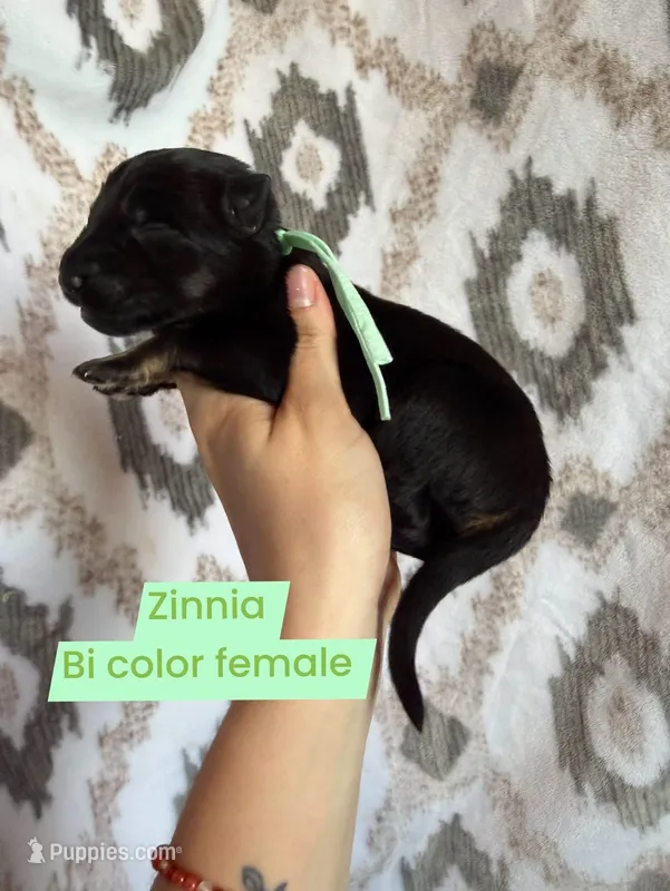 Zinnia – German Shepherd Dog puppy for sale in New Cambria, MO