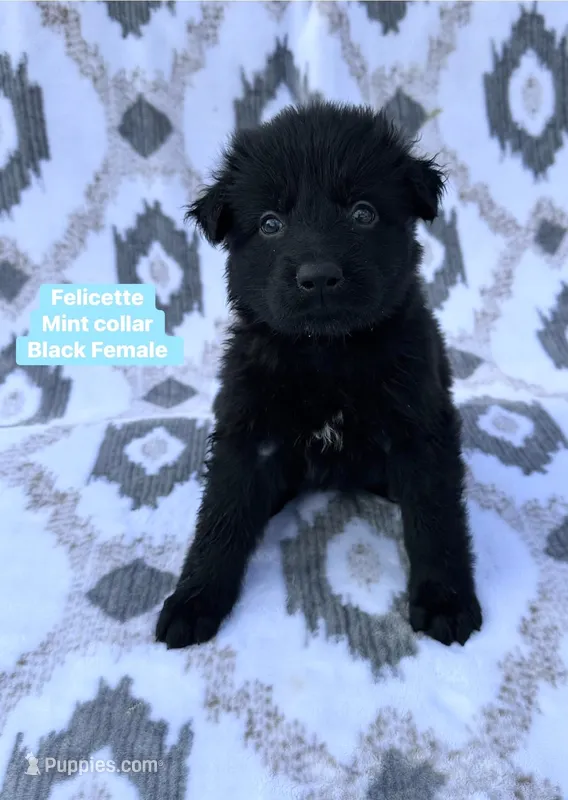 Felicette – German Shepherd Dog puppy for sale in New Cambria, MO
