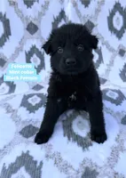 Felicette, a female German Shepherd Dog for sale in New Cambria, MO – 1 of 1