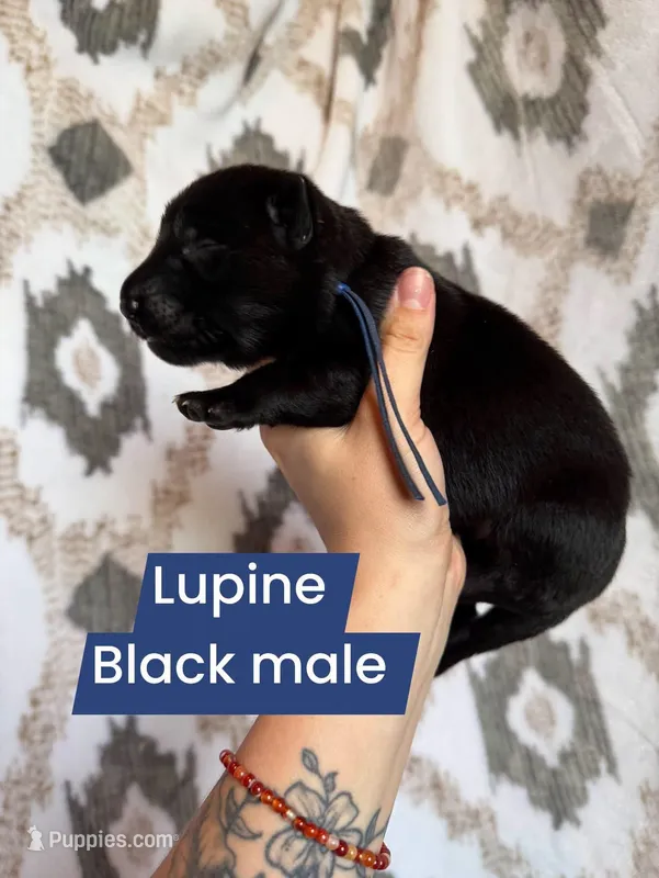 Lupine – German Shepherd Dog puppy for sale in New Cambria, MO