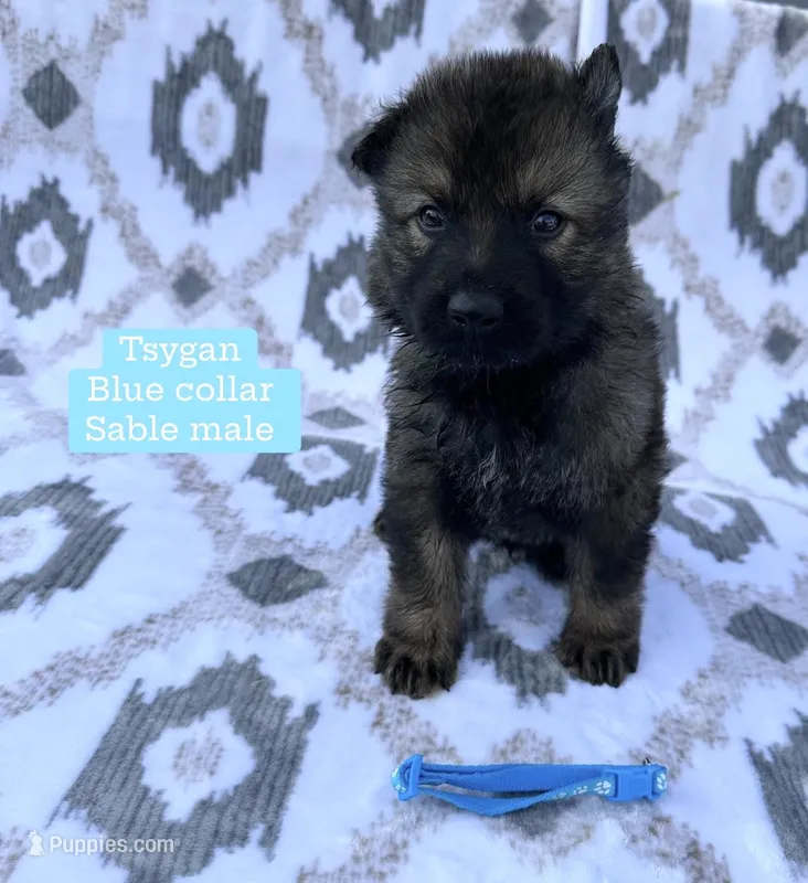Tsygan  – German Shepherd Dog puppy for sale in New Cambria, MO