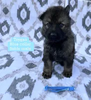 Tsygan , a male German Shepherd Dog for sale in New Cambria, MO – 1 of 1
