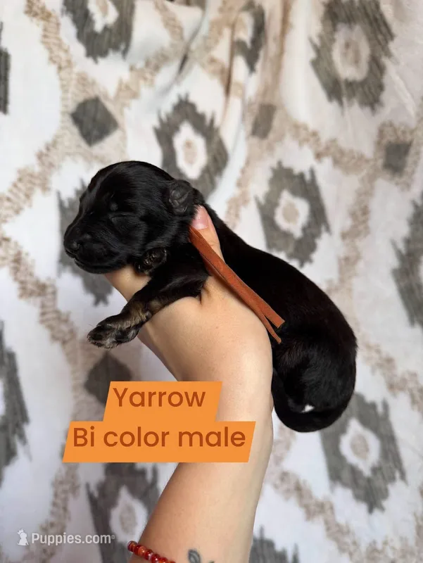 Yarrow – German Shepherd Dog puppy for sale in New Cambria, MO