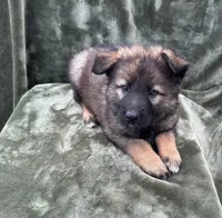 Smelaya, a female German Shepherd Dog for sale in New Cambria, MO – 3 of 3