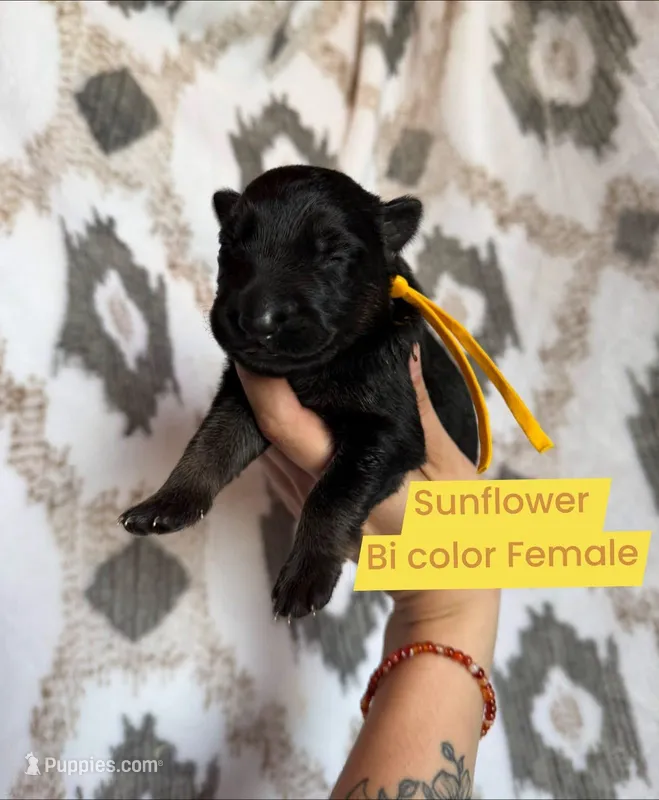 Sunflower – German Shepherd Dog puppy for sale in New Cambria, MO