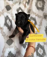 Sunflower, a female German Shepherd Dog for sale in New Cambria, MO – 1 of 1