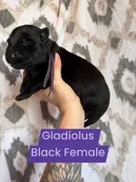 Gladiolus , a female German Shepherd Dog for sale in New Cambria, MO – 1 of 1