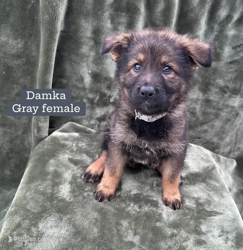 Damka – German Shepherd Dog puppy for sale in New Cambria, MO