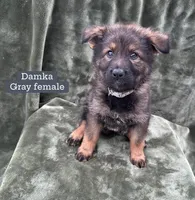 Damka, a female German Shepherd Dog for sale in New Cambria, MO – 1 of 3