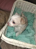 Baby , a female Chihuahua for sale in Milton, NH – 10 of 10