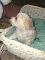 Baby , a female Chihuahua for sale in Milton, NH – 6 of 10