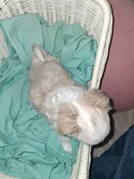 Baby , a female Chihuahua for sale in Milton, NH – 3 of 10
