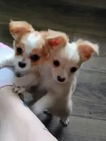 Curly , a male Chihuahua for sale in Milton, NH – Photo 5 of 6