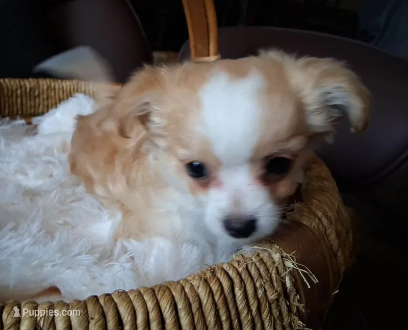 Curly  – Chihuahua puppy for sale in Milton, NH