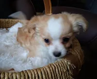 Curly , a male Chihuahua for sale in Milton, NH – Photo 1 of 6