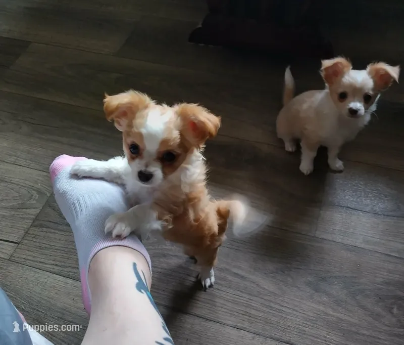 Curly  – Chihuahua puppy for sale in Milton, NH