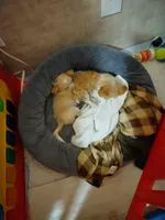 Curly , a male Chihuahua for sale in Milton, NH – Photo 6 of 6