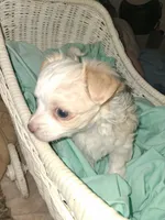Baby , a female Chihuahua for sale in Milton, NH – 2 of 10
