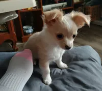 Moe, a male Chihuahua for sale in Milton, NH – Photo 2 of 6