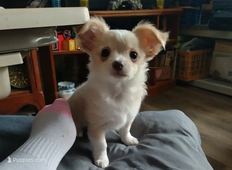 Moe – Chihuahua puppy for sale in Milton, NH