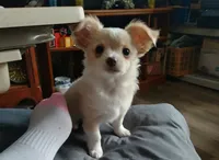 Moe, a male Chihuahua for sale in Milton, NH – Photo 1 of 6