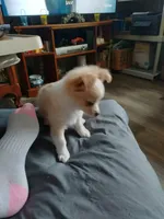 Moe, a male Chihuahua for sale in Milton, NH – Photo 3 of 6