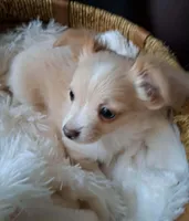 Moe, a male Chihuahua for sale in Milton, NH – Photo 4 of 6