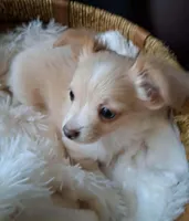 Moe, a male Chihuahua for sale in Milton, NH – Photo 4 of 6