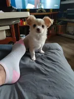 Moe, a male Chihuahua for sale in Milton, NH – Photo 3 of 6