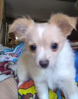 Moe, a male Chihuahua for sale in Milton, NH – Photo 2 of 6