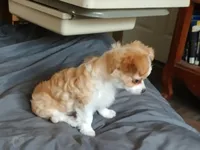 Curly , a male Chihuahua for sale in Milton, NH – Photo 4 of 6