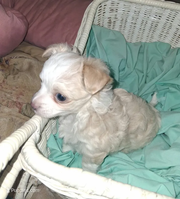 Baby  – Chihuahua puppy for sale in Milton, NH