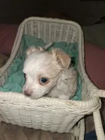 Baby , a female Chihuahua for sale in Milton, NH – 4 of 10
