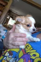 Curly , a male Chihuahua for sale in Milton, NH – Photo 6 of 6