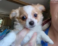 Curly , a male Chihuahua for sale in Milton, NH – Photo 5 of 6