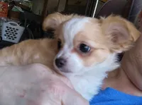 Curly , a male Chihuahua for sale in Milton, NH – Photo 3 of 6